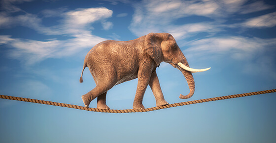 image of an elephant walking a tightrope