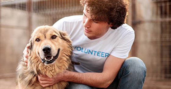 Responsible attentive young male volunteer caring adorable hairy dog while working in animal shelter